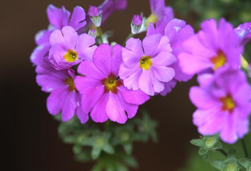 Hotel Treetops Guesthouse 17