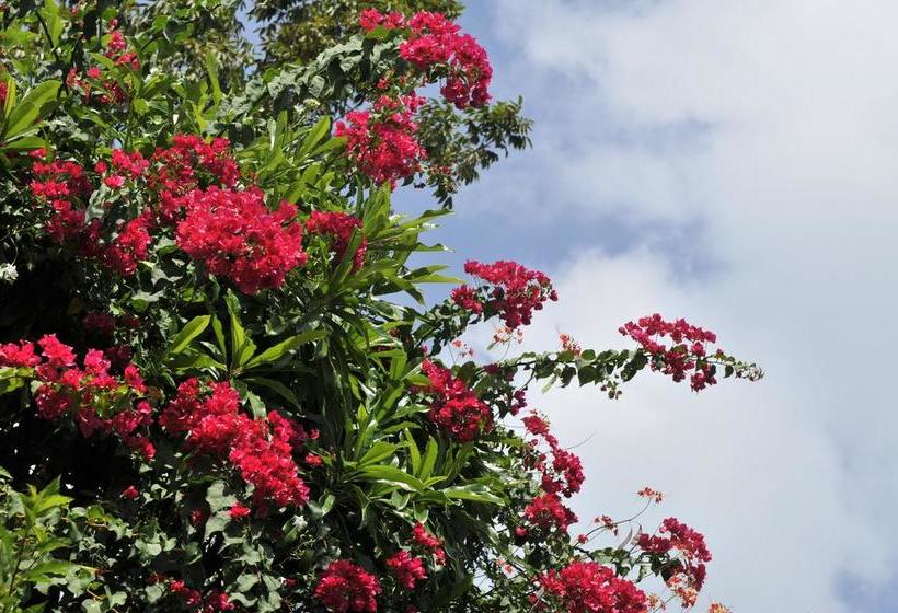 Resort The Plantation Villas 20