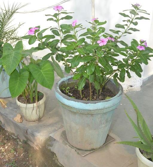 Hotel Mount Valley Mama Cottage 4