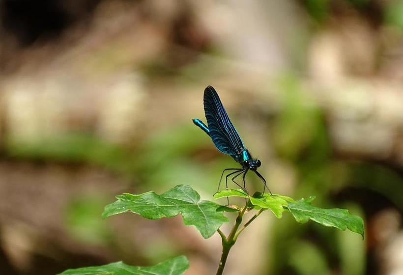 Hotel Der Florenberg 11