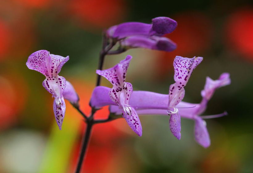 Pension Leaves Lodge & Spa B&b 1