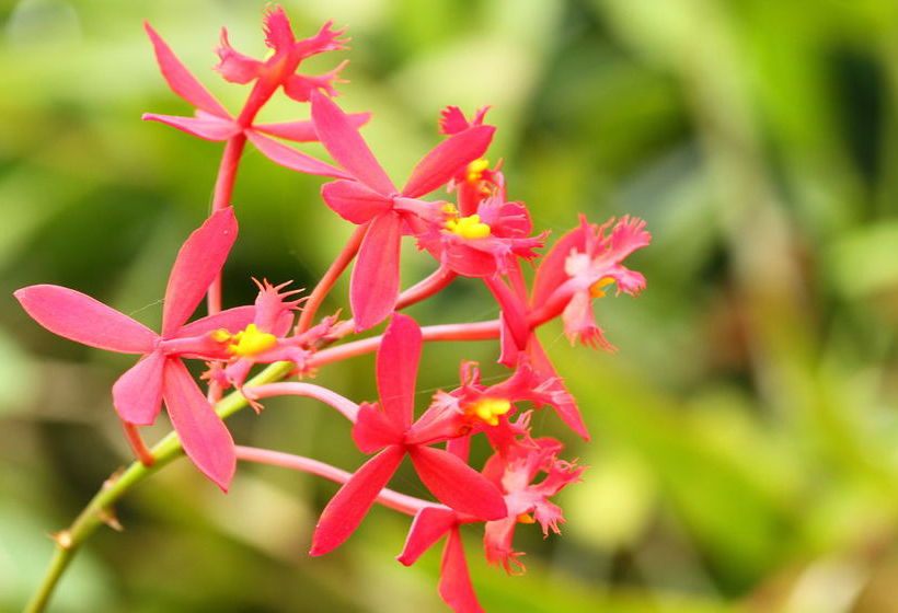 Pension Leaves Lodge & Spa B&b 2