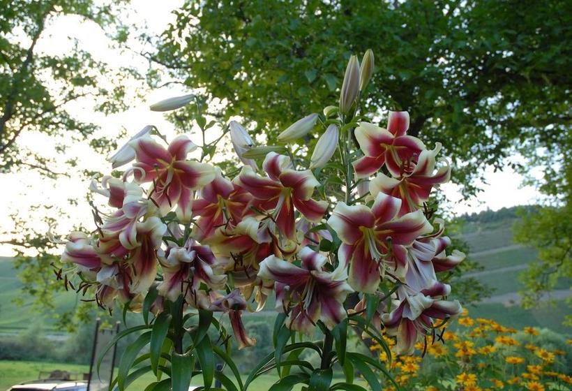 Hotel Juffer Flair Gästezimmer 14