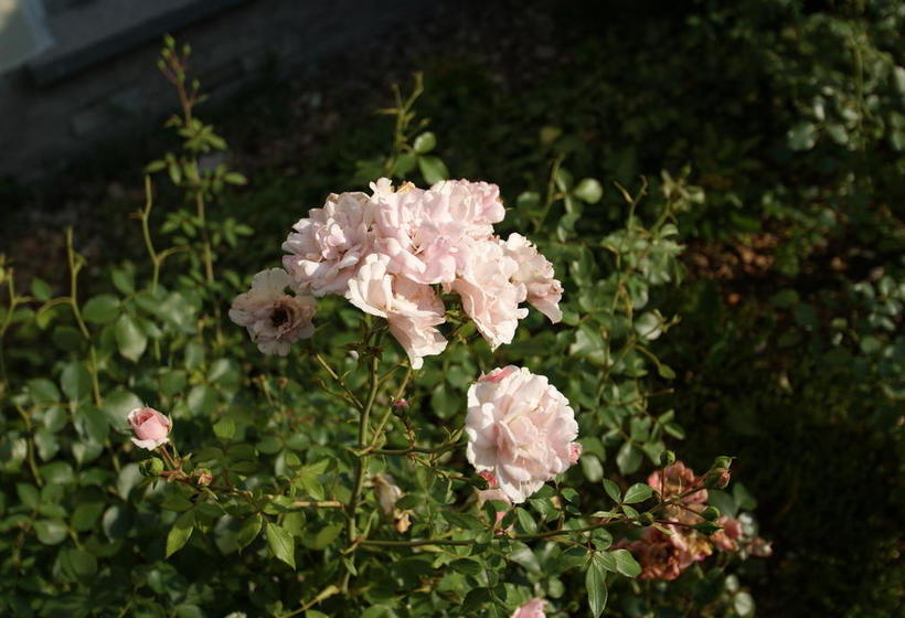 Hotel Margarethenhof 17