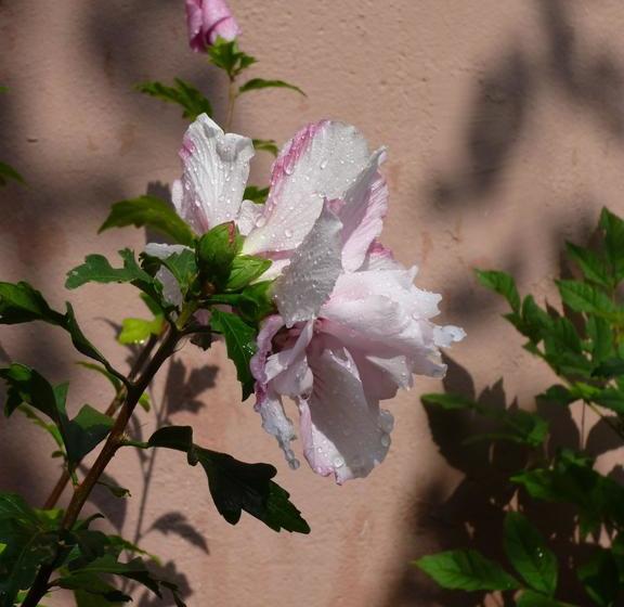 Villa Zur Erholung Bed & Breakfast 6