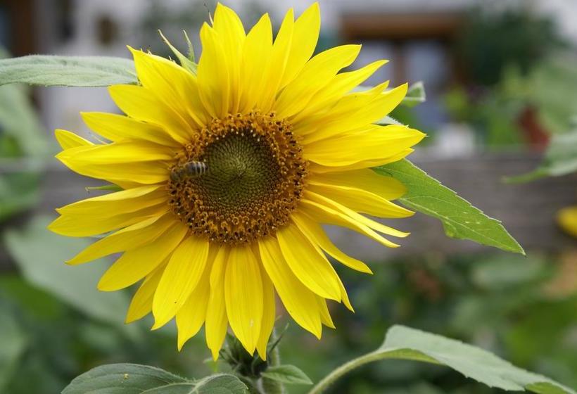 Hotel Gasthof Seeklause 10