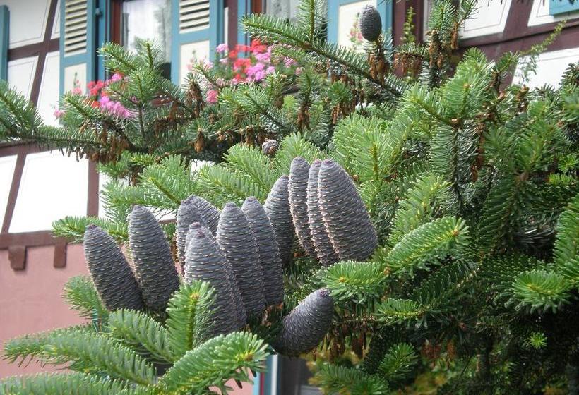 Hotel Pension Heidi 12