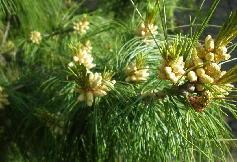 Hotel Pension Heidi 15