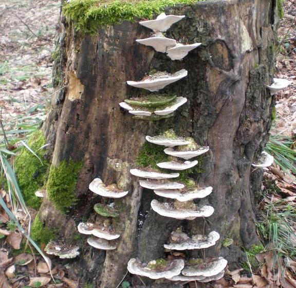 Hotel Pension Heidi 2