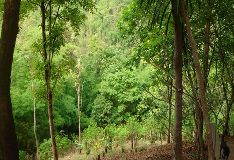 Pension Sam's Jungle Guesthouse 14