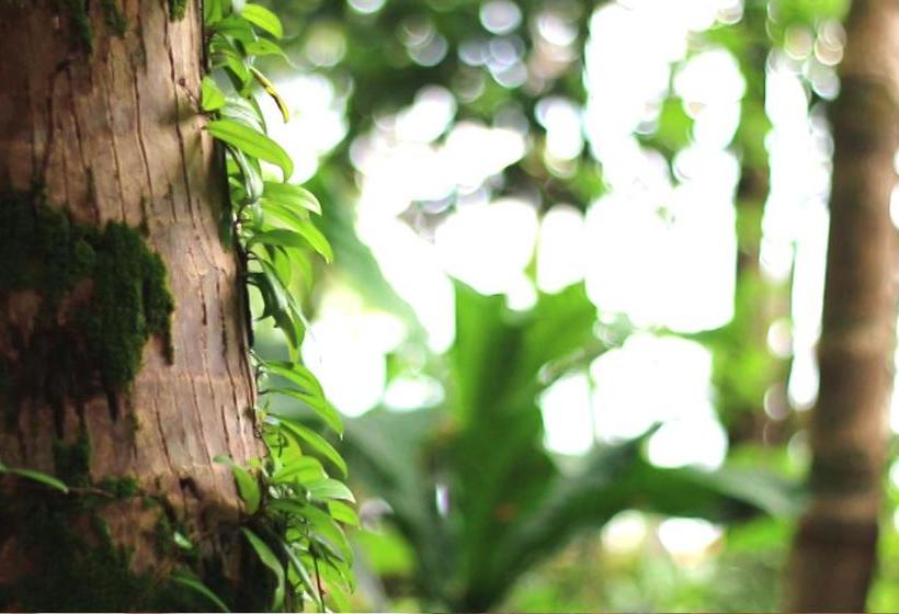 Hotel Little Moon Villa 4