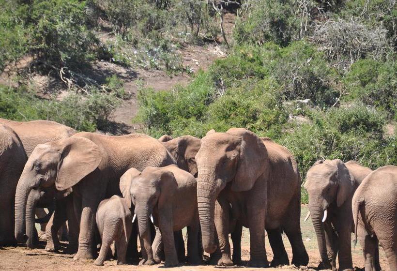 Bed and Breakfast Stellenhof Farmstay 4