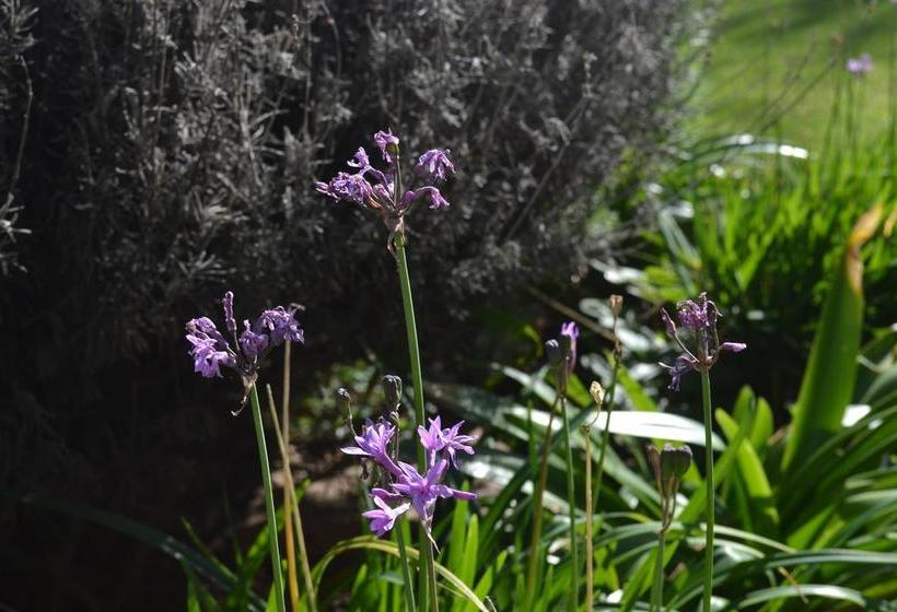Bed and Breakfast The Plantation Guesthouse 7