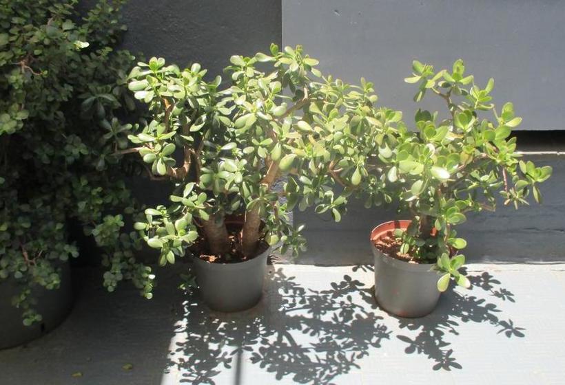 Hotel The Bannister 19