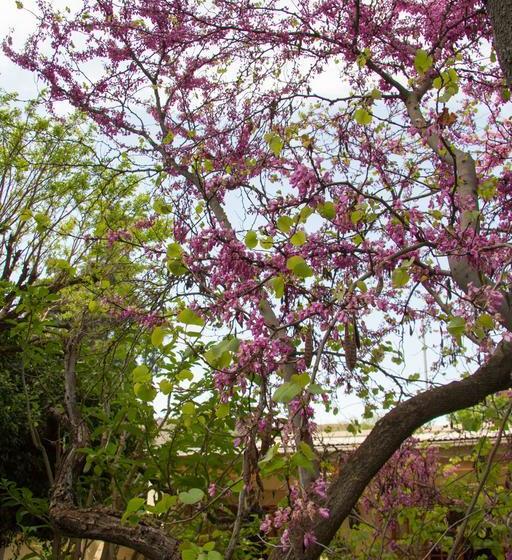 Bed and Breakfast Positano Guest House 13
