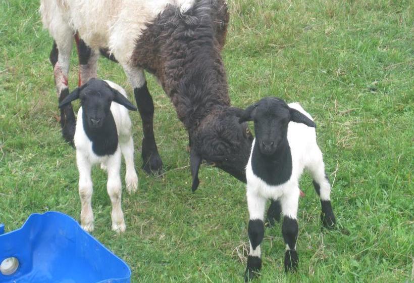 Bed and Breakfast Swelln2 Farm Lodge 8