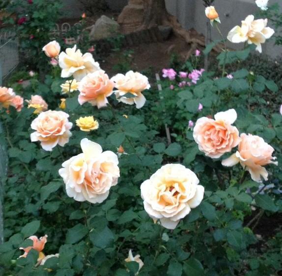 Bed and Breakfast Biopointment Guest Cottage Gauteng