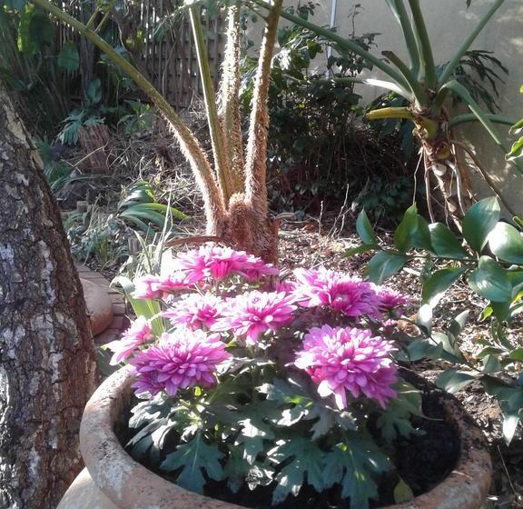 Auberge Hôtelière The Birches Backpacker Lodge 5