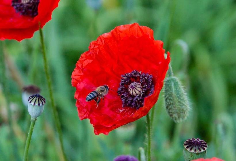 Bed and Breakfast Penelope S Guesthouse 4