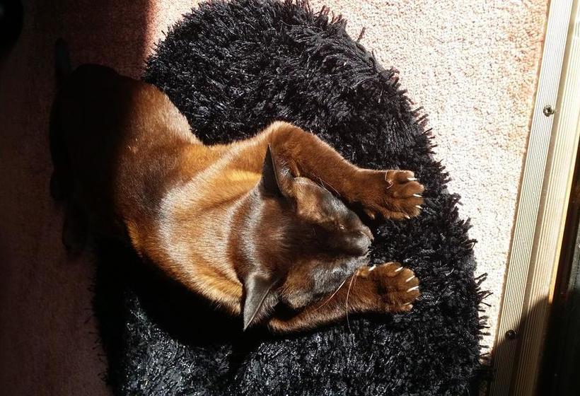 Bed & Breakfast Alpine Rock Cottage 11