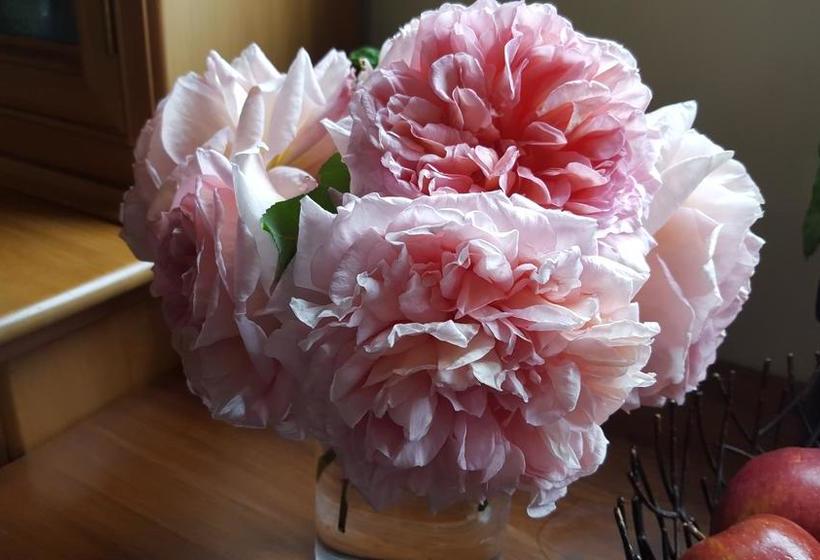 Bed & Breakfast Alpine Rock Cottage 8