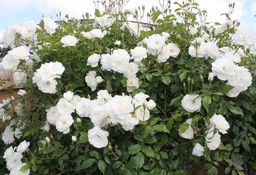 Aroha Riccarton Bed And Breakfast 7