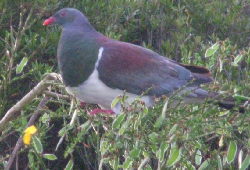 Mahinapua Retreat B&b 20