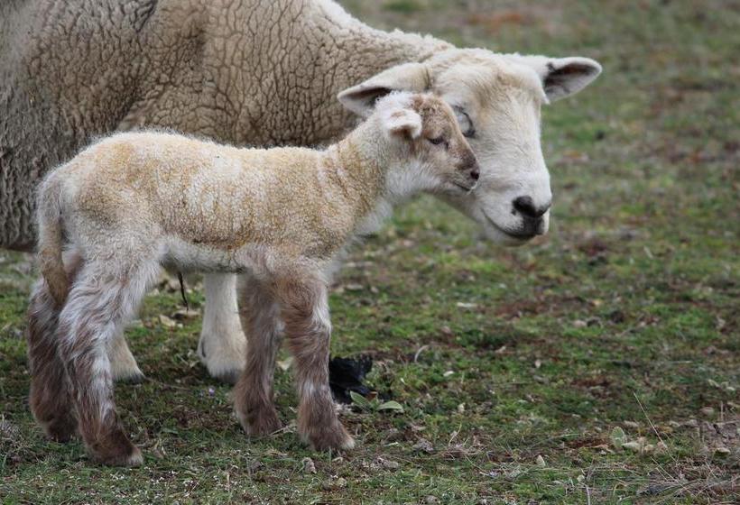 Wanaka Berry Farm And B&b 1