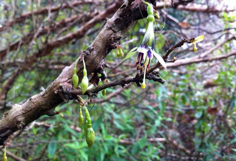 Bushy Point Fernbirds B&b 13