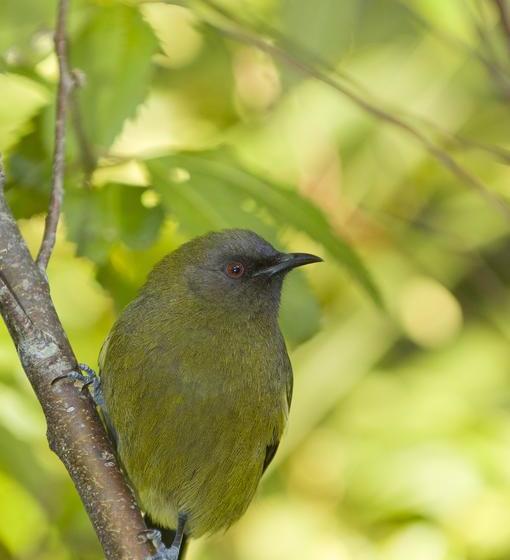 Bushy Point Fernbirds B&b 18