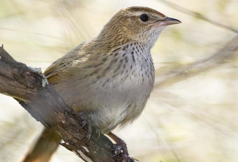Bushy Point Fernbirds B&b 3