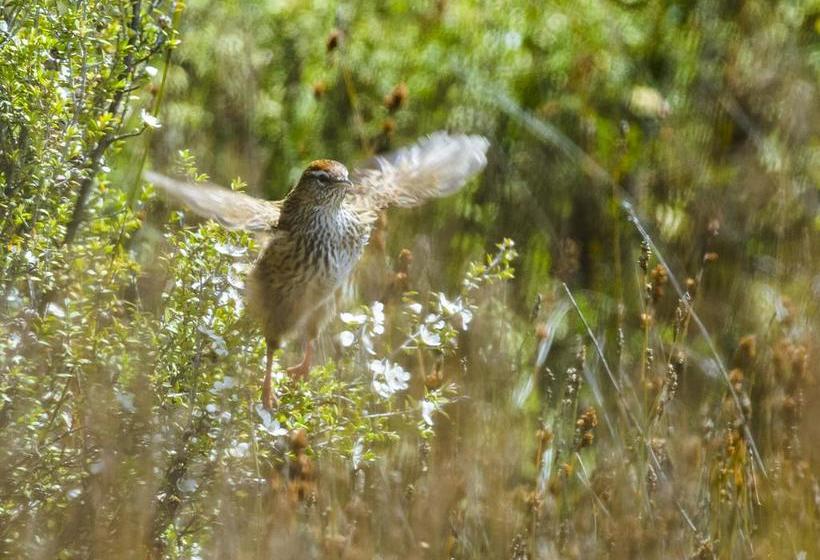 Bushy Point Fernbirds B&b 4