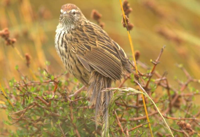 Bushy Point Fernbirds B&b 5
