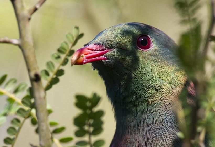 Bushy Point Fernbirds B&b 6
