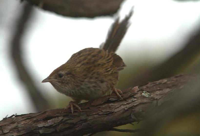 Bushy Point Fernbirds B&b 7