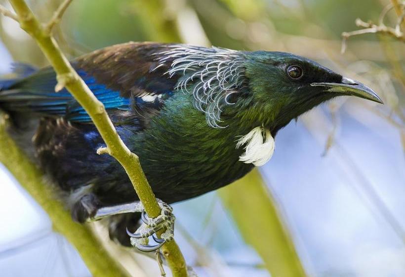 Bushy Point Fernbirds B&b 9