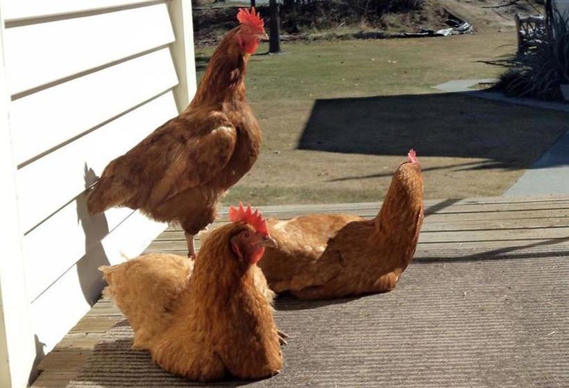 Hostel Tailor Made Tekapo Backpackers 9