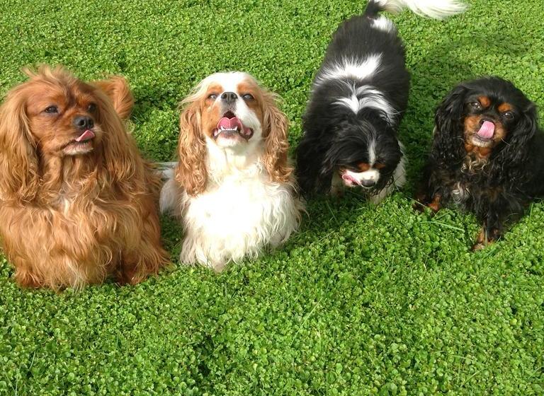 Bed and Breakfast Gully Retreat Karapiro 20