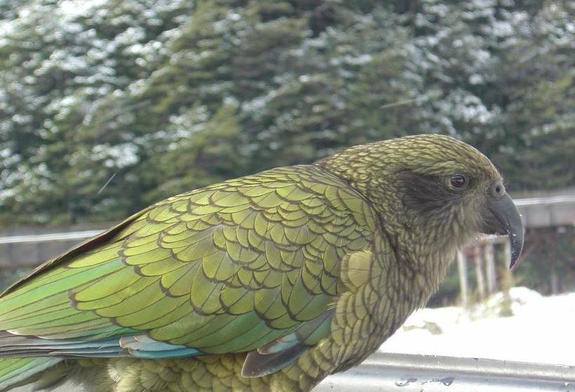 Arthur S Pass Alpine Motel 4