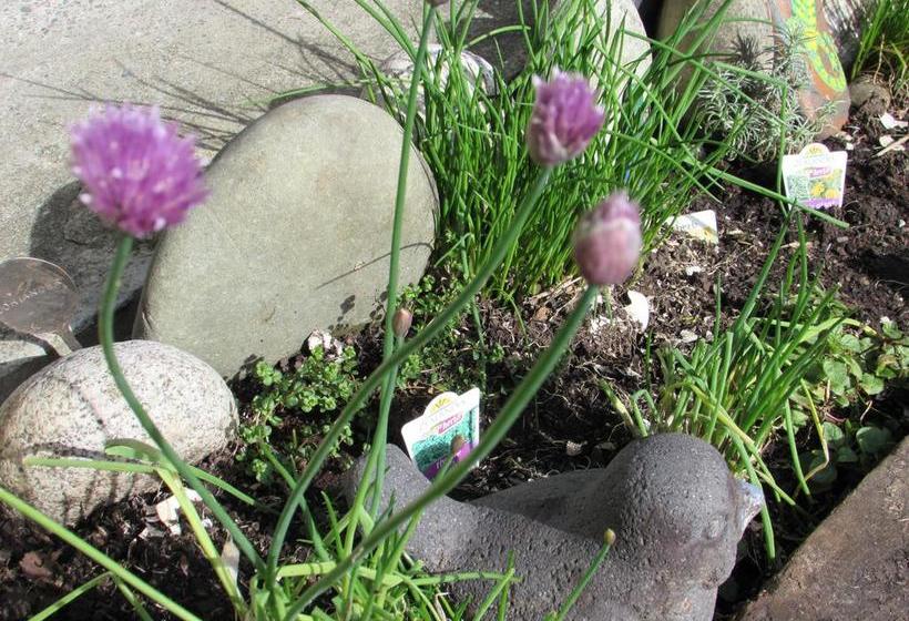 Hostel Birdsong Backpackers 13