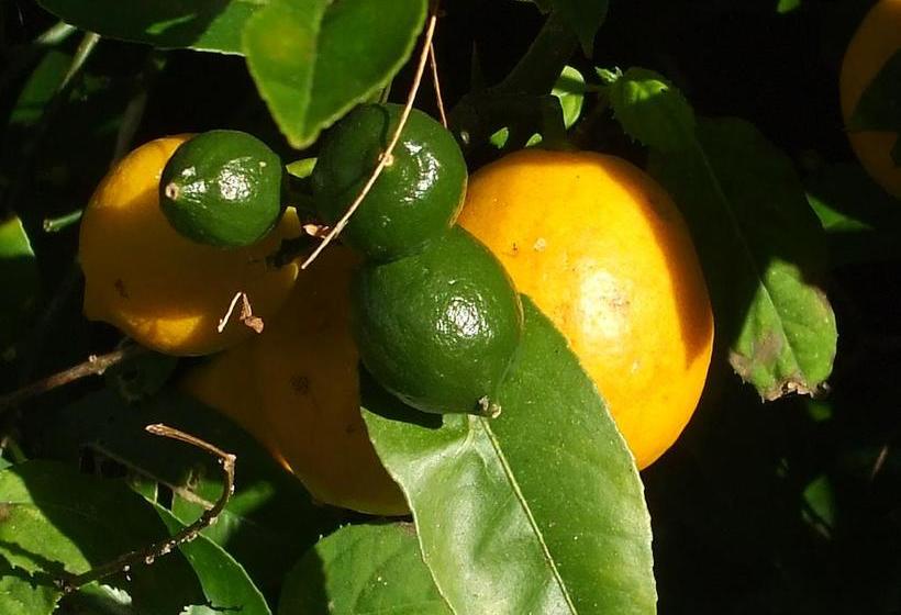 Bed and Breakfast Havenlee Homestay 20