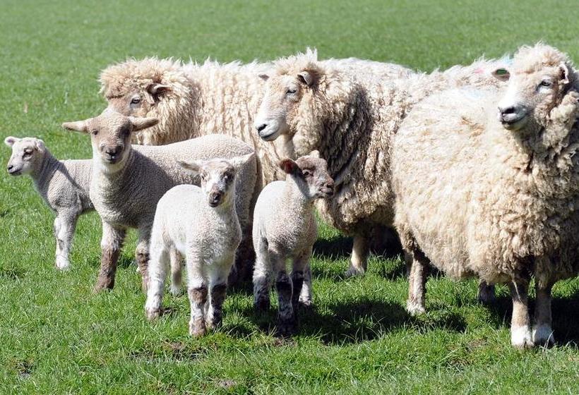 Bed and Breakfast Silver Peaks Lodge 10