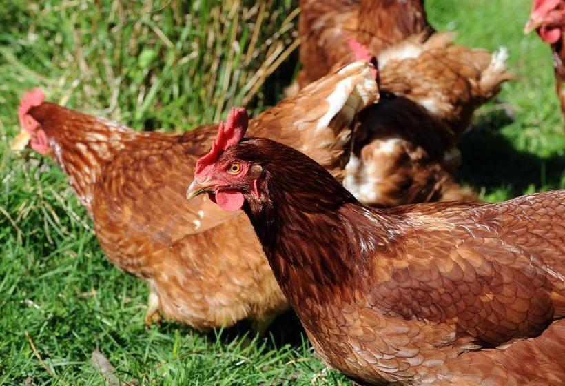 Bed and Breakfast Silver Peaks Lodge 8