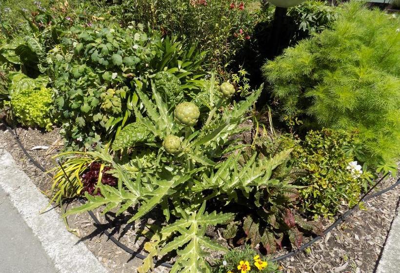 Garden City Motel 16