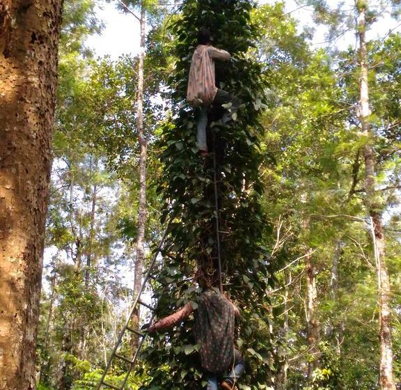 Bed and Breakfast Jungle Jive Tree House Munnar 18