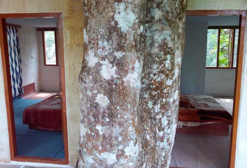 Bed and Breakfast Jungle Jive Tree House Munnar 8