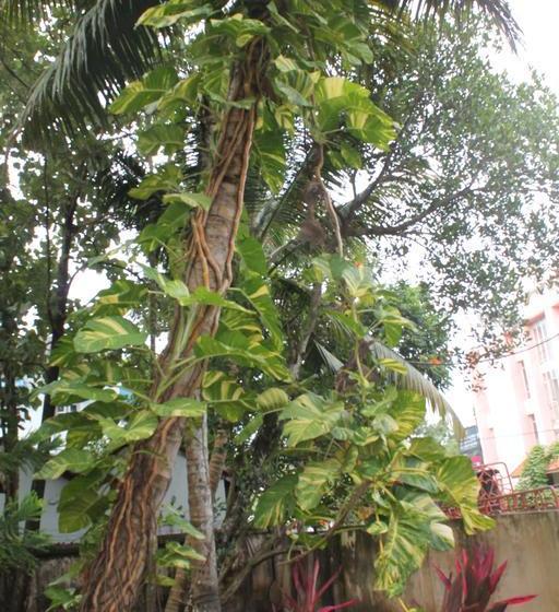 Bed and Breakfast Venice Nest 17