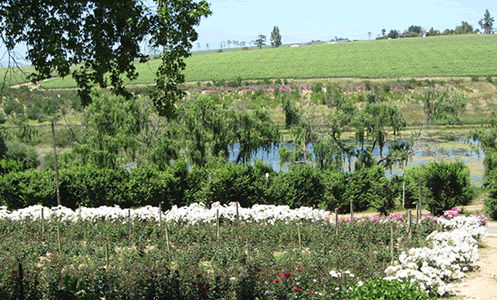 Bed and Breakfast Aan-den-weg 16