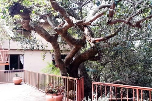 Pension Out Of Africa Village 15