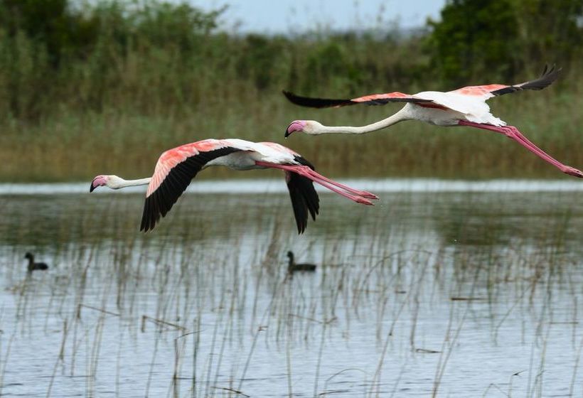 Pension Kosi Forest Lodge 13